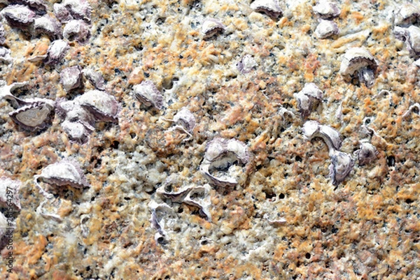 Fototapeta Stone with seashells close up. Natural abstract background