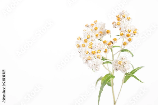 Obraz Pearly Everlasting on White
