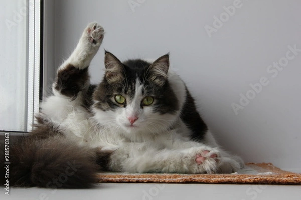 Fototapeta Fluffy gray-white cat cleans his hair on a white windowsill. The cat raised a paw and looks us in the eye. White background.