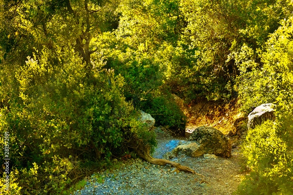 Obraz Path in a dense forest in the mountains