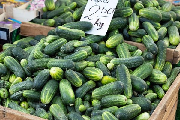 Obraz Ogórki gruntowe