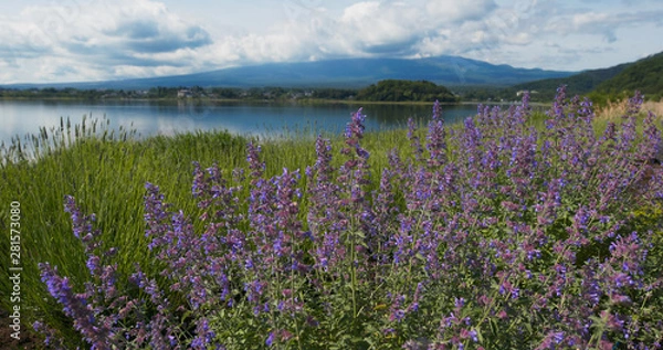 Obraz Fujisan and Lavender field in Kawaguchiko