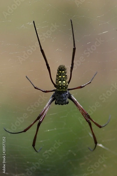 Obraz Batik golden web spider