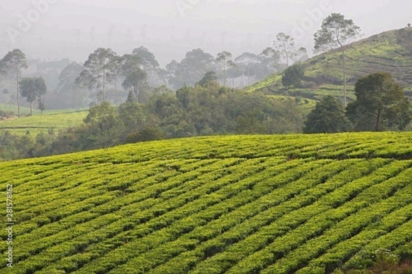 Obraz Tea plantations, Rancabali