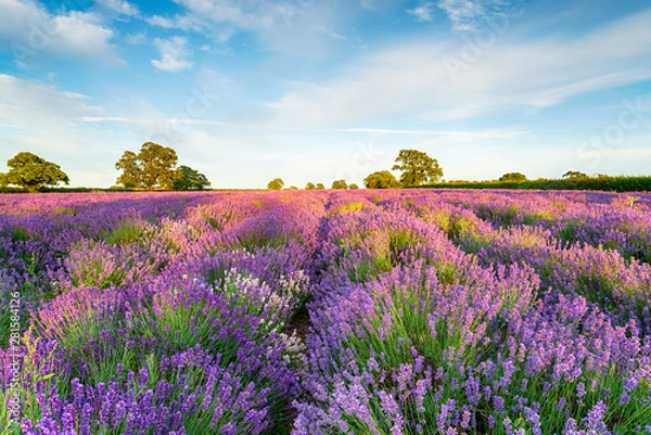 Obraz Lavender fields in full bloom