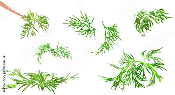 Obraz Collection of dill isolated on white background, closeup