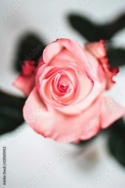 Obraz pink rose on white background