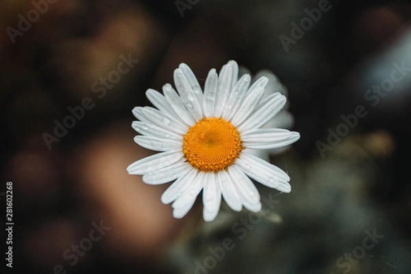 Obraz daisy on a green-yellow background
