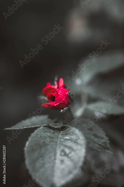 Obraz red rose on a black and white background