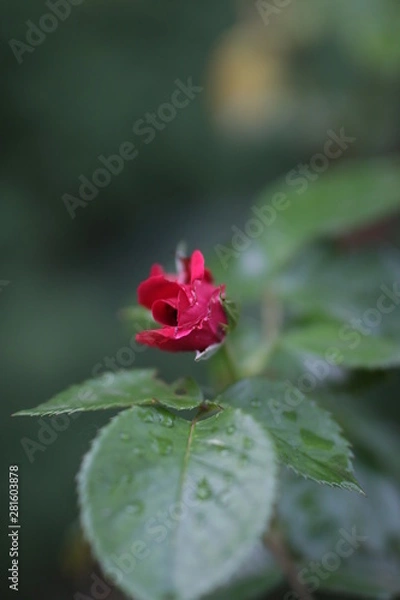 Obraz red rose