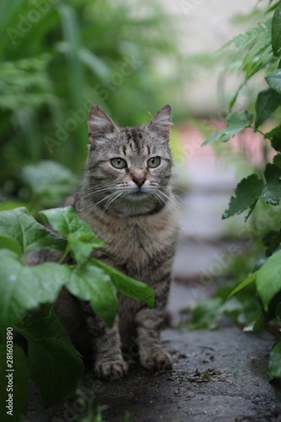 Fototapeta cat in a garden