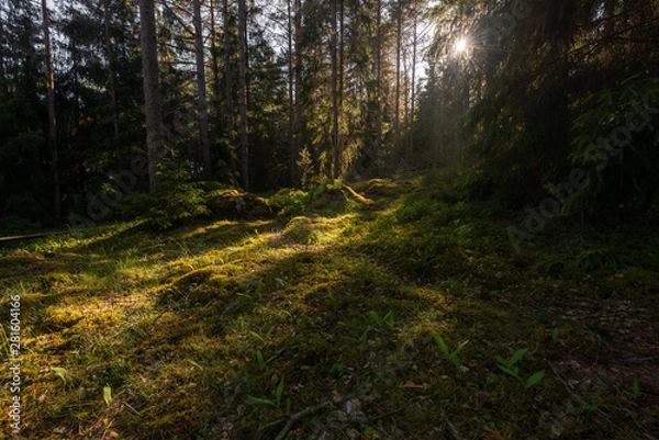 Fototapeta Summer forest in Finland