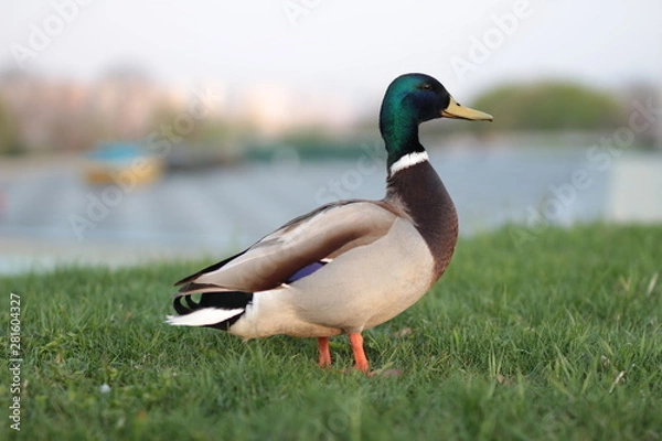Obraz duck on the grass
