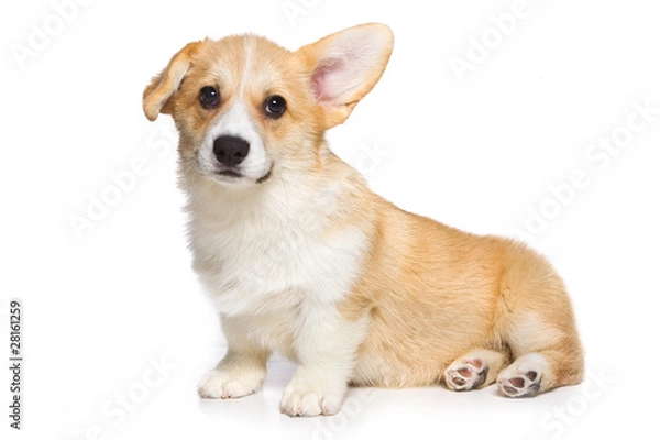 Obraz Corgi puppy on white background