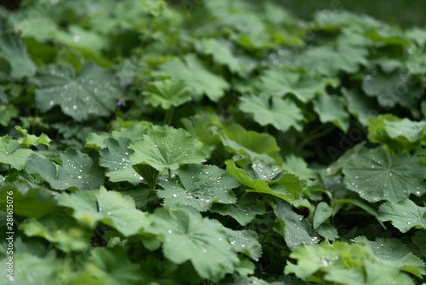 Fototapeta Water drops on green leaf. Close up. Dew after rain