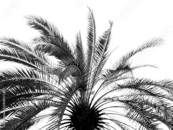 Fototapeta black and white palm tree