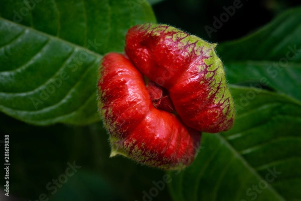 Obraz 南国の口づけ