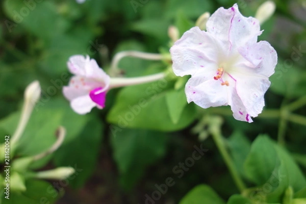 Fototapeta 白とピンクのオシロイバナ