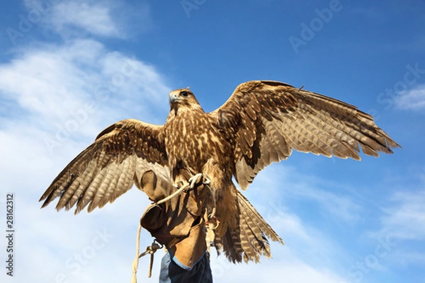 Fototapeta Golden eagle