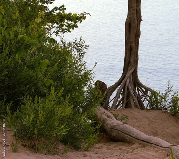 Obraz tree on the beach