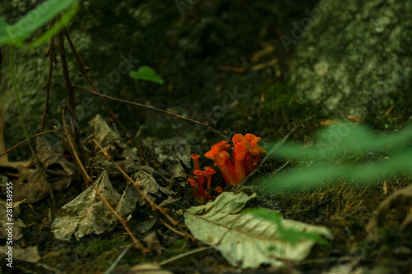 Obraz mushrooms on forest floor