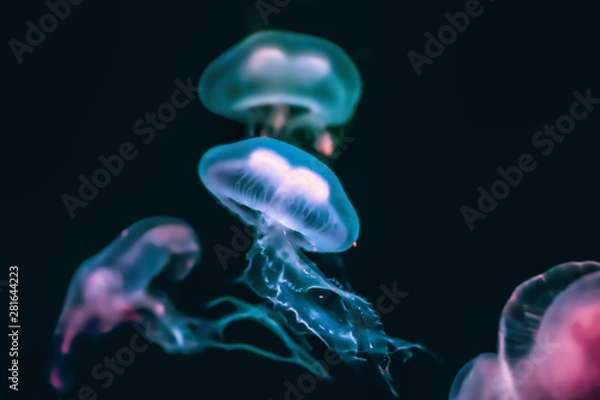 Obraz Glowing Jellyfish in Deep Sea
