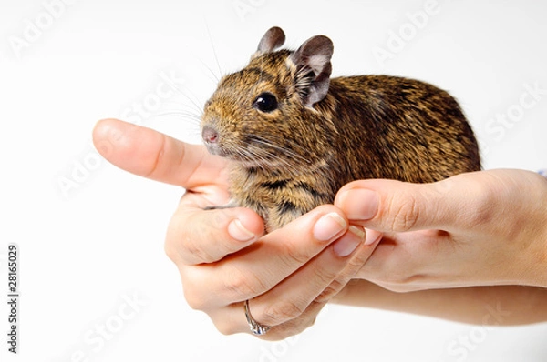 Obraz Degu on hand isolated on white background
