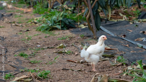 Obraz small farm animals native chicken