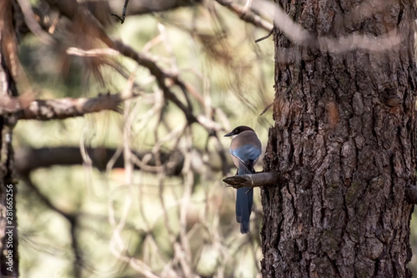 Fototapeta Bird on branch waiting to take flight