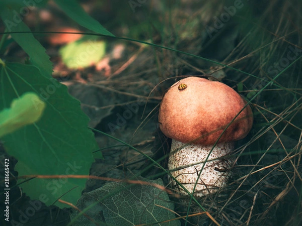 Obraz Autumn forest mushrooms scene.