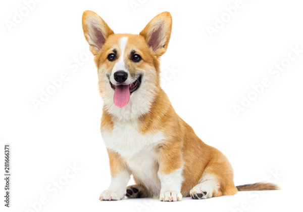 Obraz red welsh corgi puppy sitting in full growth on a white backgrou