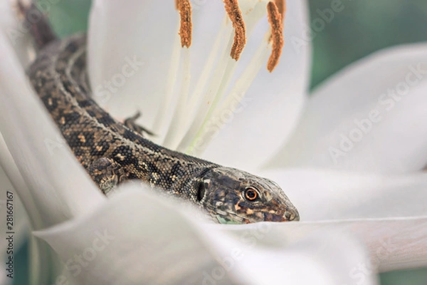 Obraz A lizard resting on the lily petal