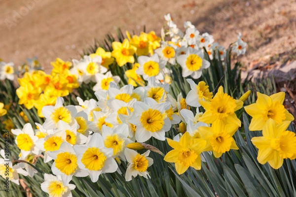 Obraz daffodils in garden