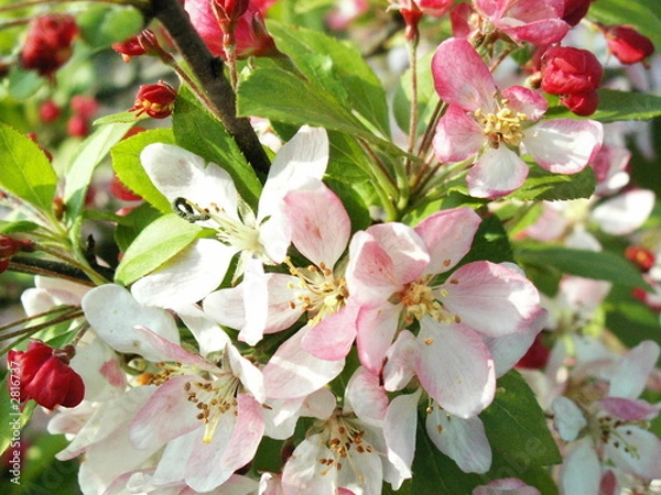 Obraz fleur cerisier