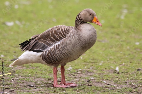 Obraz graylag goose