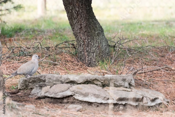 Fototapeta Pigeon on drinking trough rocks watching to drink