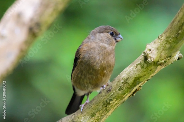 Fototapeta bullfinch