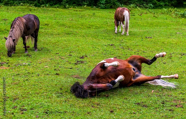 Obraz Pferde wälzen sich im Gras 