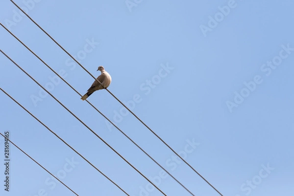 Fototapeta The dove on the wires. White-grey dove sitting and watching.