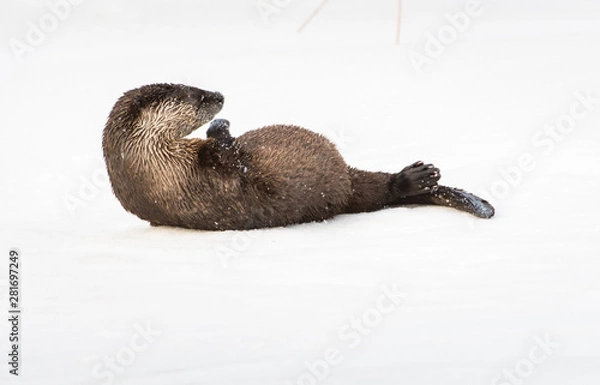 Fototapeta River otter in the wild