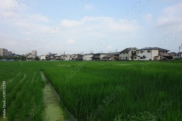 Fototapeta 夏の日本の水田