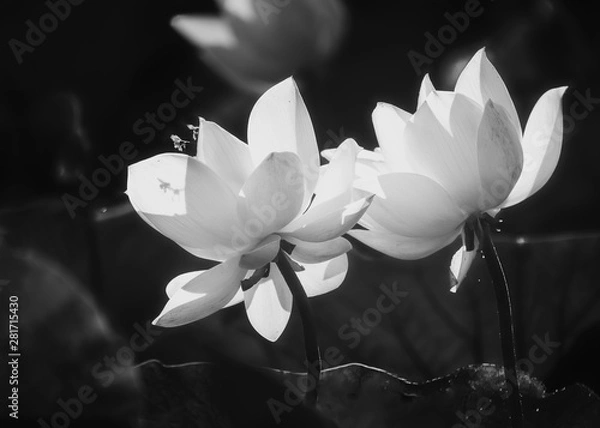 Obraz White lotus blooming
