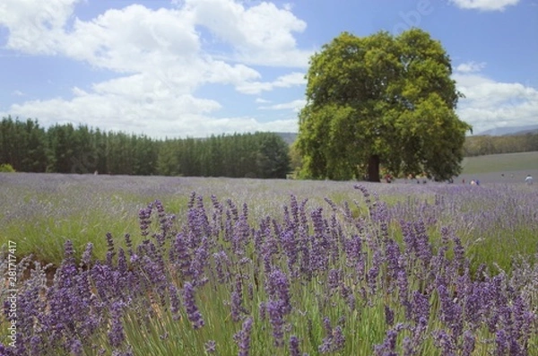 Fototapeta タスマニア島のラベンダー畑