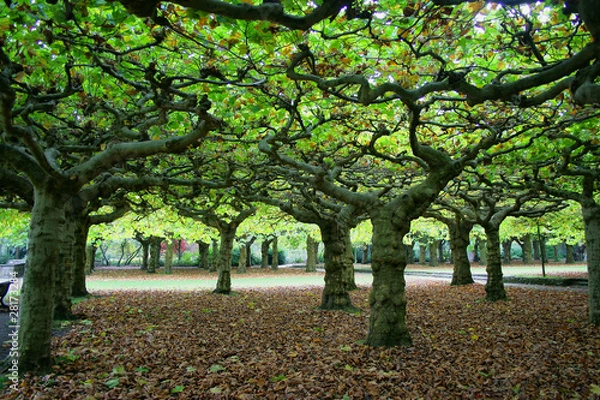 Fototapeta Blätterdach