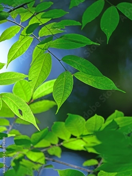 Fototapeta 光を浴びて輝く新緑の若葉