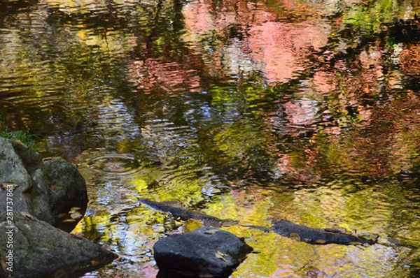 Fototapeta Colored leaves of trees reflected in the river surface