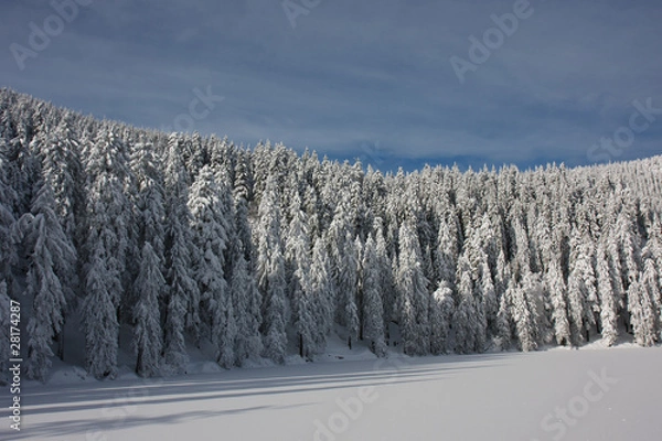 Obraz Winterwald #2