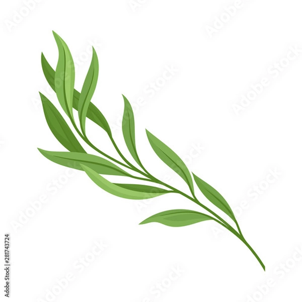 Fototapeta Branch with leaves. Vector illustration on white background.