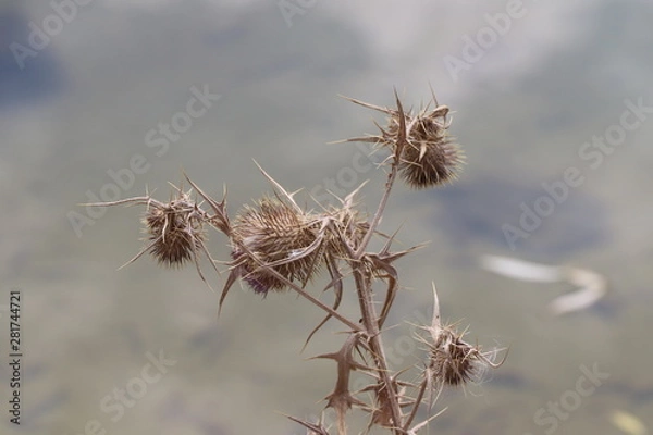 Fototapeta Thistle in Winter