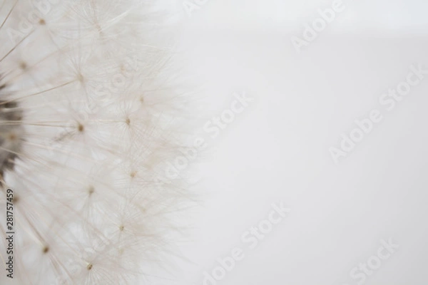 Fototapeta Dandelion. Close up of dandelion spores blowing away, background,isolated flower